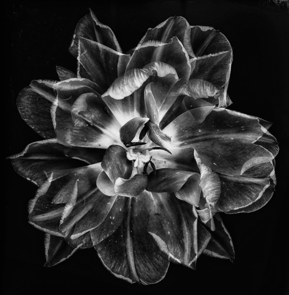 Photograph Iuliia Akhulkova Xray Tulip on One Eyeland